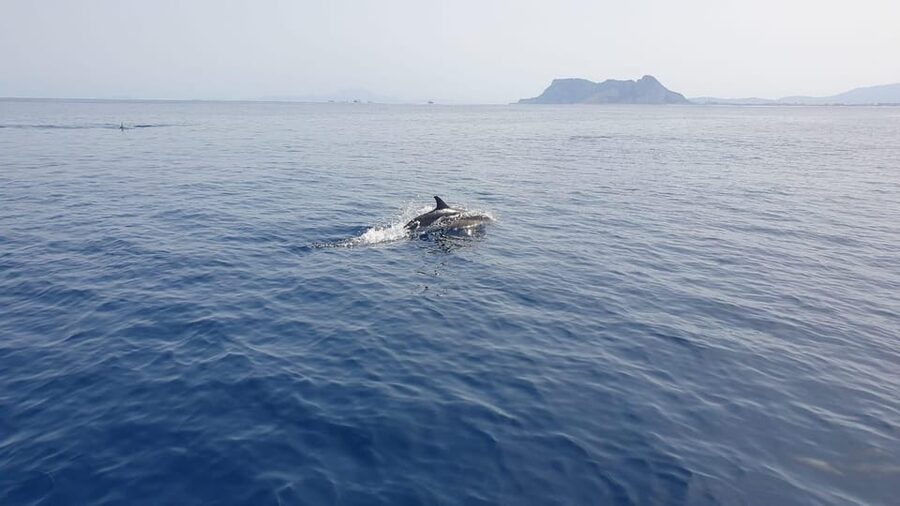 Sotogrande: Dolphin watching experience with expert crew - Who should book this Sotogrande dolphin tour?