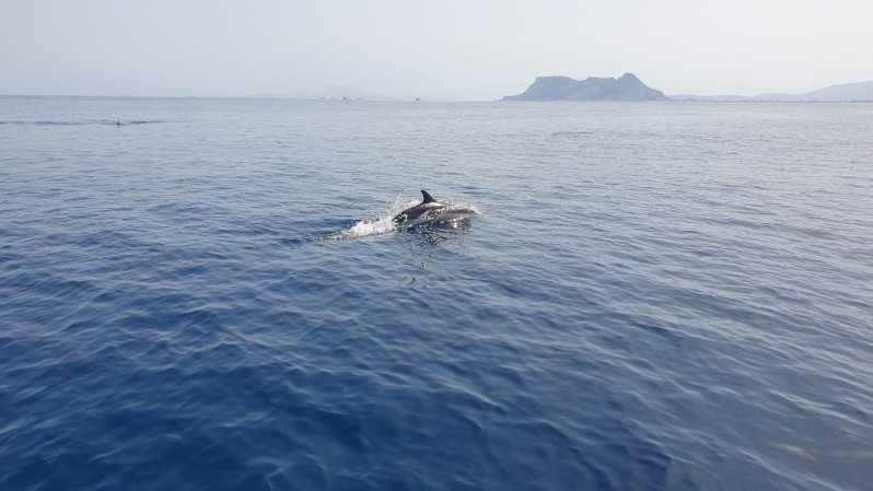 Sotogrande: Dolphin watching experience with expert crew - Meeting Bretema at Puerto Deportivo de Sotogrande