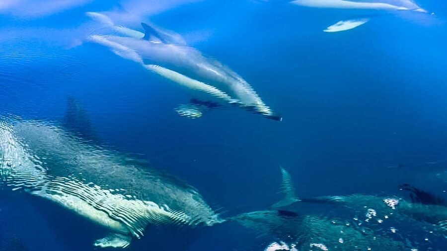 Sotogrande: Dolphin watching experience with expert crew - What Bretema’s quiet engine changes