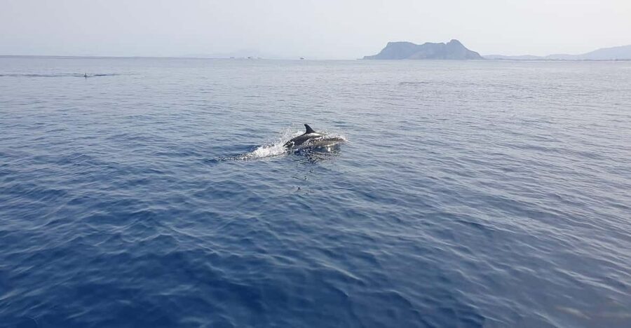 Sotogrande: Dolphin watching experience with expert crew - Practical booking details that matter