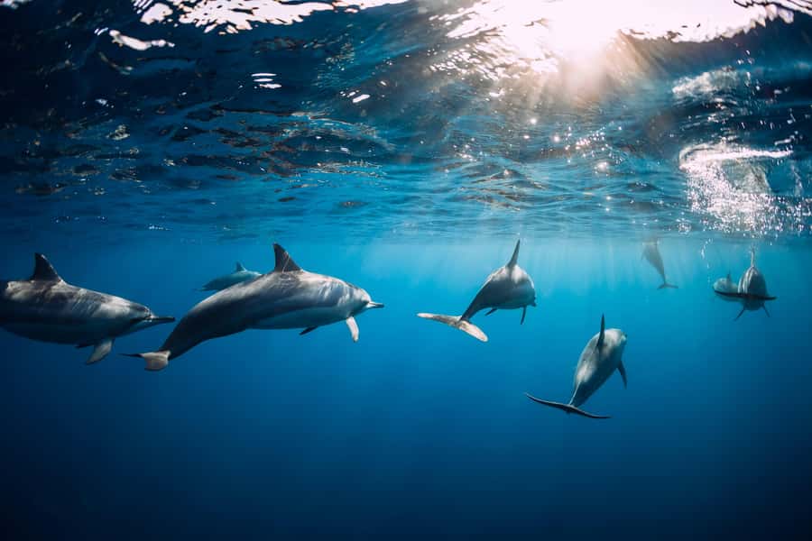 Speedboat to Ile aux Benitier: Dolphin Encounter & Lunch - The barbecue is generous, with drinks at lunch