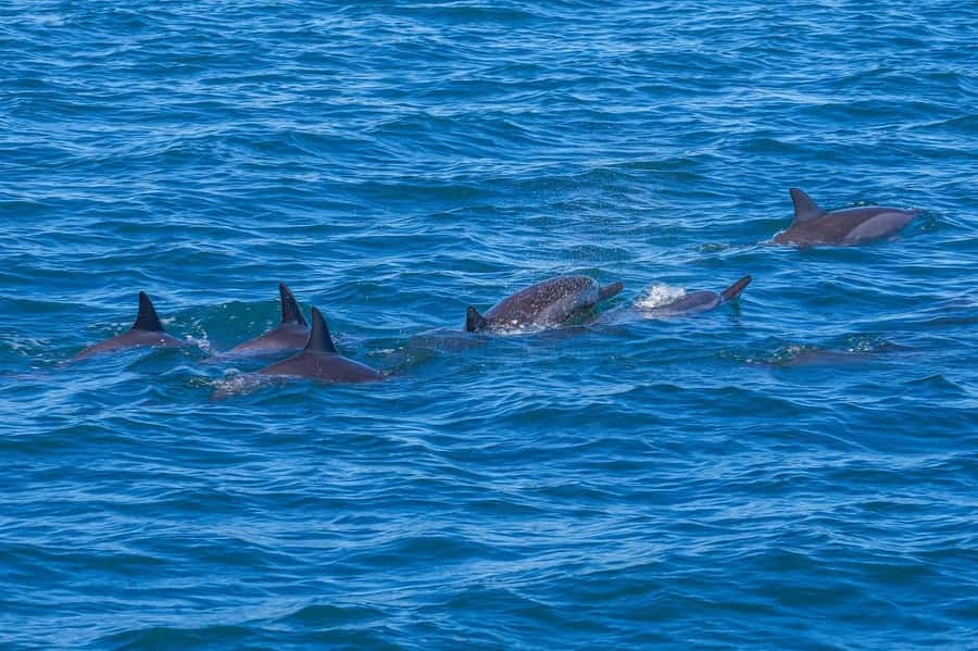 Speedboat to Ile aux Benitier: Dolphin Encounter & Lunch - Dolphin watching brings an important ethical choice