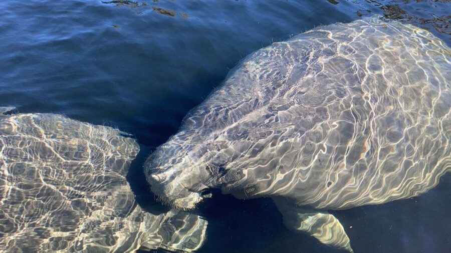 St. Augustine: Dolphin and Manatee Paddle or Kayak Tour - Kayak or stand-up paddleboard?
