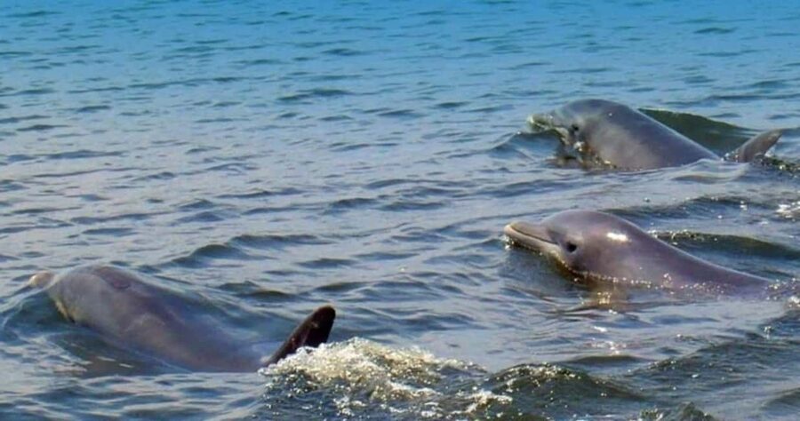St. Augustine: Dolphin and Wildlife Historical Boat Tour - Starting at Conch House Marina