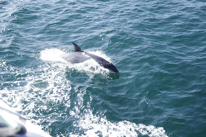 St. Augustine Dolphin Watch and Historical Harbor Tour - Who will enjoy this cruise most