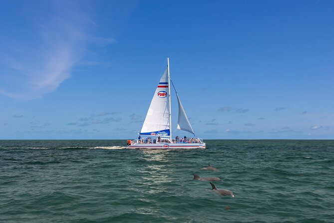 St. Augustine Dolphin Watch and Historical Harbor Tour - Watching dolphins in their natural setting