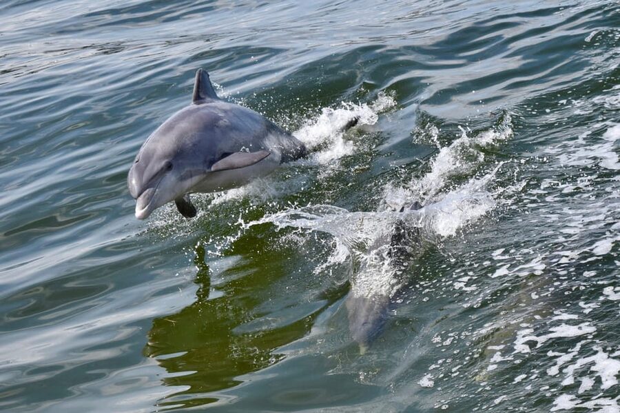 St. Augustine: Dolphin Watching Harbor Tour with Drinks - A relaxed start at Vilano Beach
