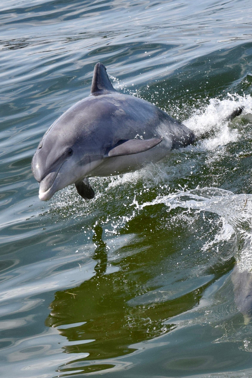 St. Augustine: Dolphin Watching Harbor Tour with Drinks - How the 90-minute route unfolds