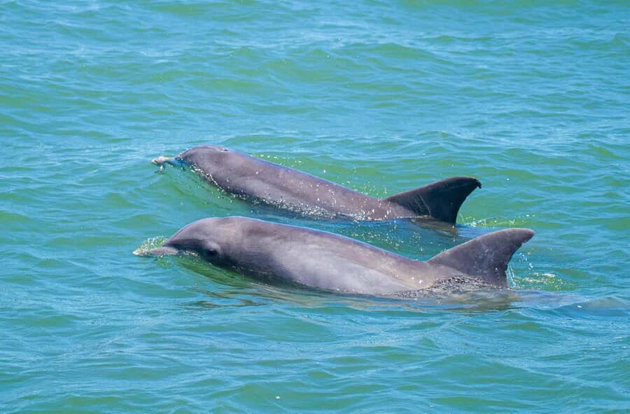 St. Augustine: Expert-Led Dolphin & Wildlife Eco Adventure - Key points at a glance