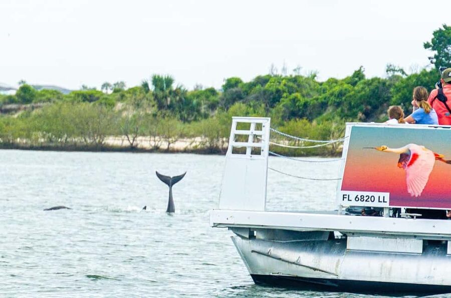 St. Augustine: Expert-Led Dolphin & Wildlife Eco Adventure - Dolphins that call the bay home