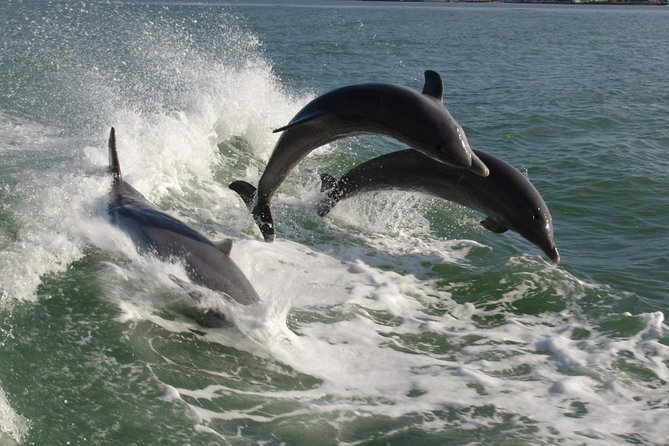St. Pete Beach Dolphin Racer Adventure - Key points to know before booking
