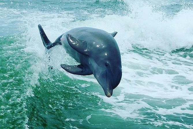 St. Pete Beach Dolphin Racer Adventure - Views beyond the dolphins
