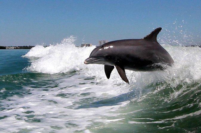 St. Pete Beach Dolphin Racer Adventure - Is $36.08 a fair price?
