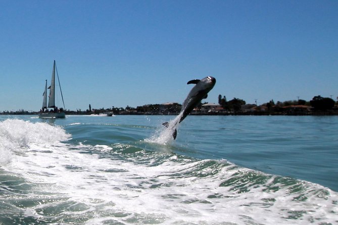 St. Pete Beach Dolphin Racer Adventure - How the dolphin search works