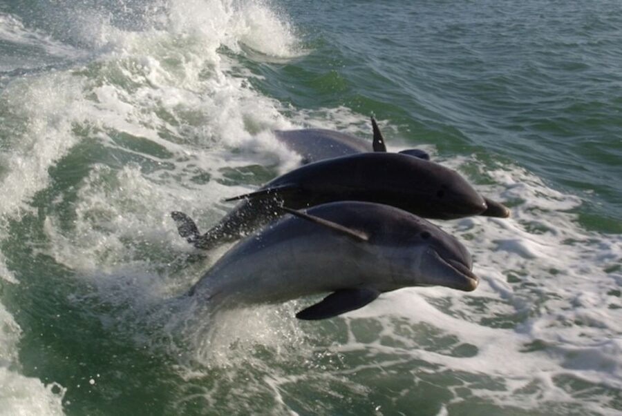 St. Pete Beach: Dolphin Racer Cruise by Speedboat - Beaches, wildlife, and skyline views