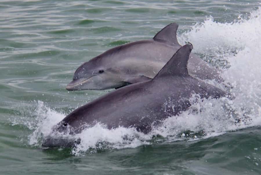 St. Pete Beach: Dolphin Racer Cruise by Speedboat - What to bring for comfort