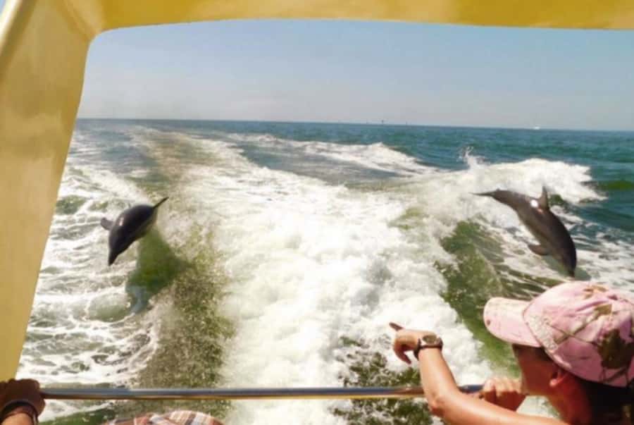 St. Pete Beach: Dolphin Racer Cruise by Speedboat - Book it or choose something else?