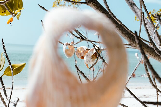 St. Pete Dolphin Watching and Shelling Adventure - Why this three-hour cruise works so well
