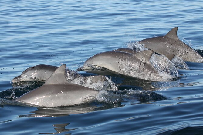 St. Pete Dolphin Watching and Shelling Adventure - Passing Gulfport and its sailboats