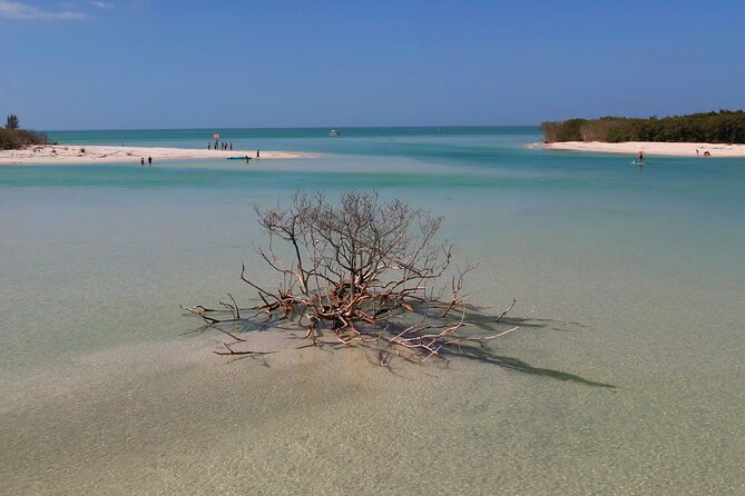 St. Pete Dolphin Watching and Shelling Adventure - Choosing between Shell Key, Sand Dollar Island, and Fort De Soto
