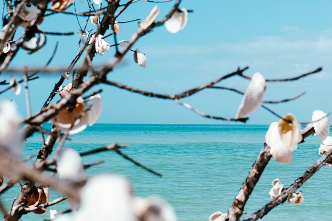 St. Pete Dolphin Watching and Shelling Adventure - A family-friendly pace without taking all day