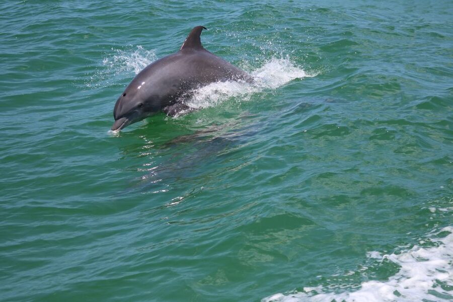 St. Petersburg, FL: Private 2-Hour Dolphin Watching Cruise - Snorkel gear and shelling tools: useful, but ask about the plan