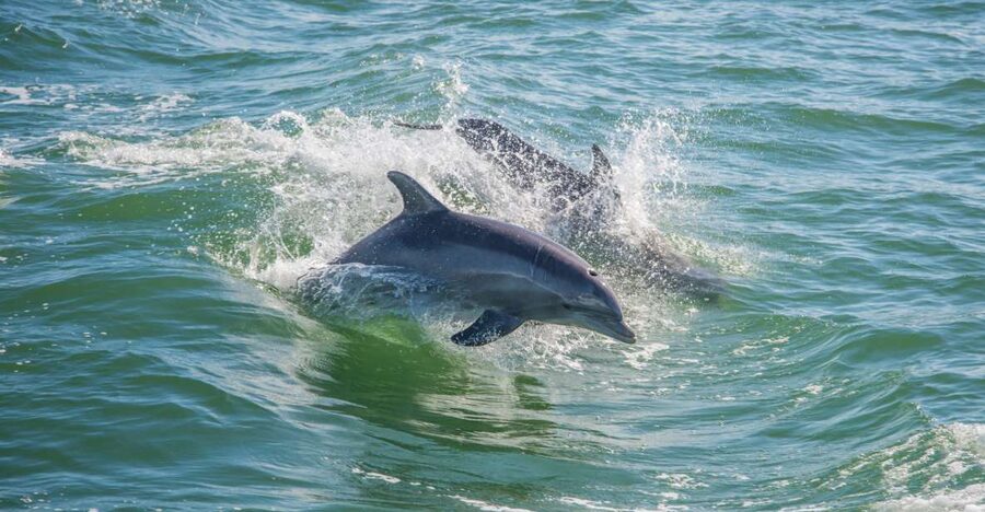 St. Petersburg, FL: Private 2-Hour Dolphin Watching Cruise - The $433 group price and who gets the best value