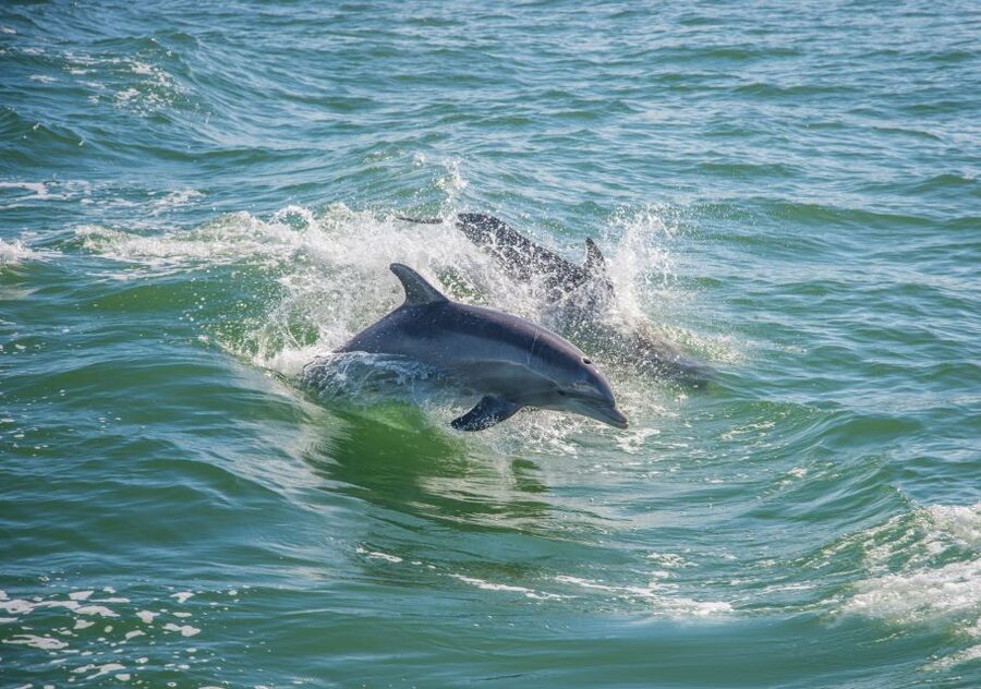 St. Petersburg, FL: Private 2-Hour Dolphin Watching Cruise - What the two-hour cruise is likely to feel like