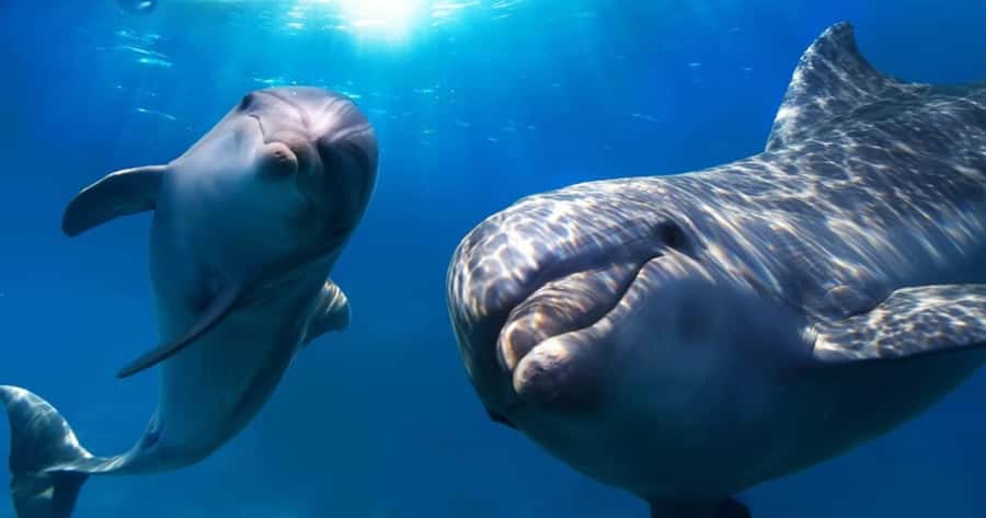 St. Petersburg: Private Barrier Island and Dolphin Boat Tour - My take: book it for privacy and beach time