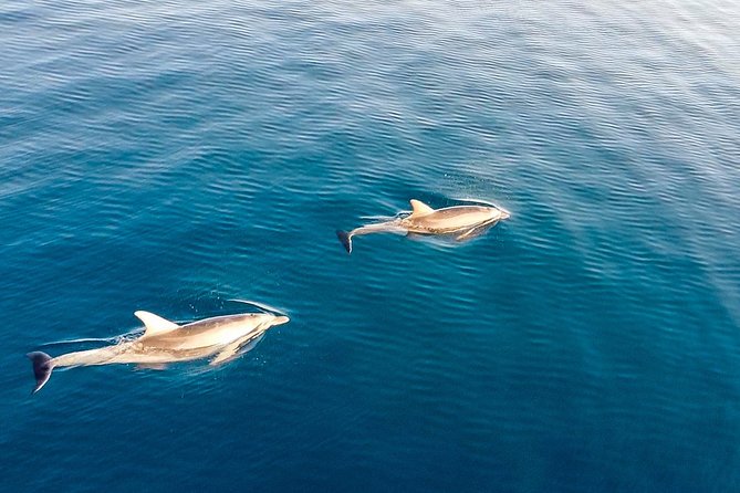Stand Up Paddle With Dolphins, aperitif and pictures - Swimming at Cala Moresca