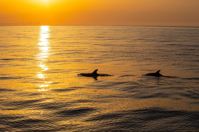 Sunrise Boat Trip in Mallorca with Dolphin-Watching - Who gets the best value for $74.49?