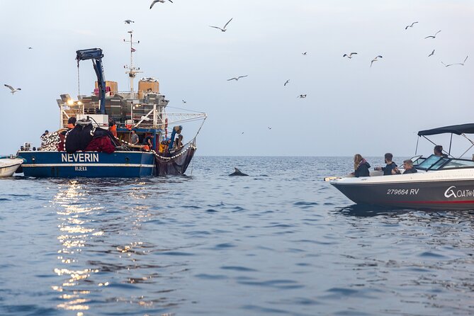 Sunrise Dolphins & Fishermen at Work speedboat tour in Rovinj - The ride begins before sunrise