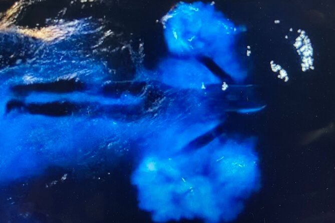 Sunset Bioluminescent Comb Jelly & Dolphin Tour - Why this tour works best after sunset