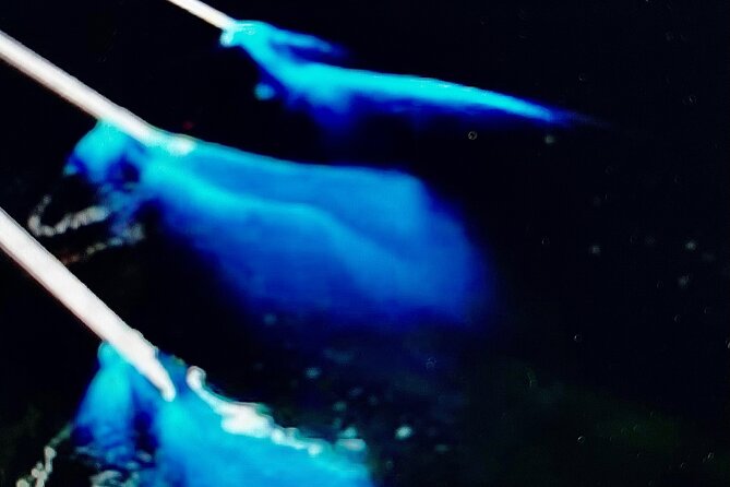 Sunset Bioluminescent Comb Jelly & Dolphin Tour - Guides who make the difference