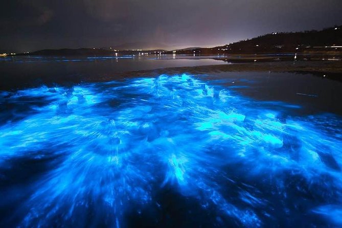 Sunset Bioluminescent Comb Jelly & Dolphin Tour - What the $79 price includes