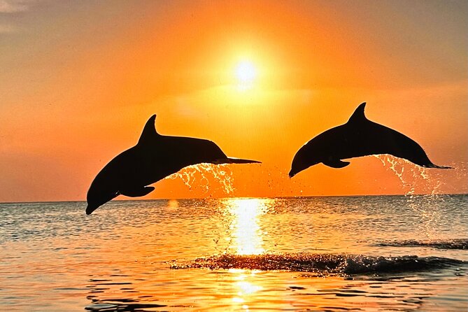 Sunset Bioluminescent Comb Jelly & Dolphin Tour - Starting at Indian Harbour Beach or Merritt Island