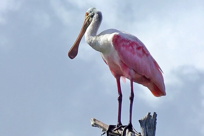 Sunset, Dolphin/Birding On A Private Guided Savannah Cruise - Clothing, safety, and comfort on board