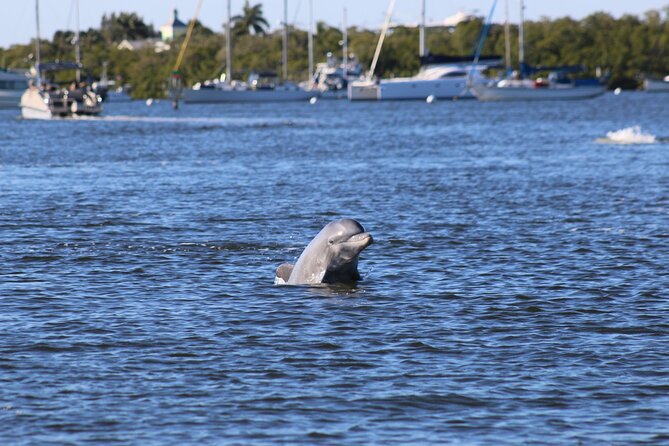 Sunset Dolphin Cruise with Sanibel Lighthouse Views - Key details before you book