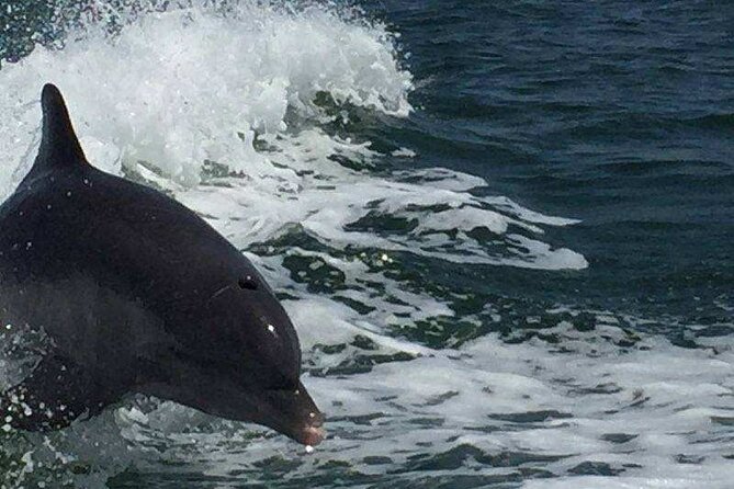 Sunset Dolphin Cruise with Sanibel Lighthouse Views - The crew makes a real difference