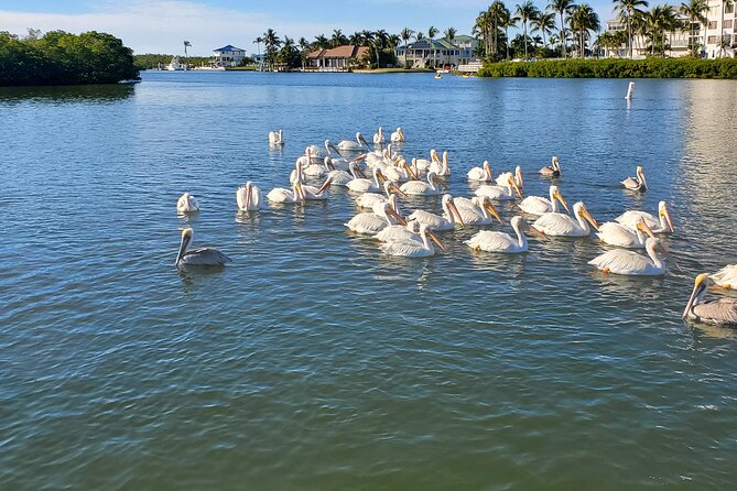 Sunset Dolphin Cruise with Sanibel Lighthouse Views - What you get for $69.99