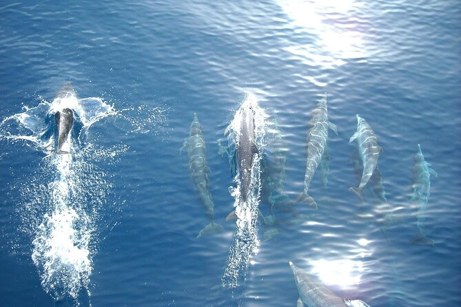 Sunset Dolphin Watching Boat Tour from Vrsar - A sunset search for dolphins from Vrsar