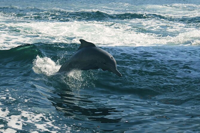 Sunset Dolphin Watching Boat Tour from Vrsar - Upper-deck seats and the best arrival time