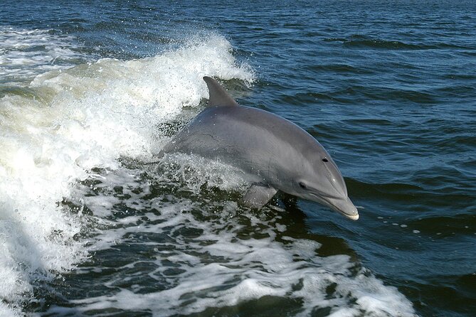 Sunset Dolphin Watching Boat Tour from Vrsar - How good are the dolphin sightings?