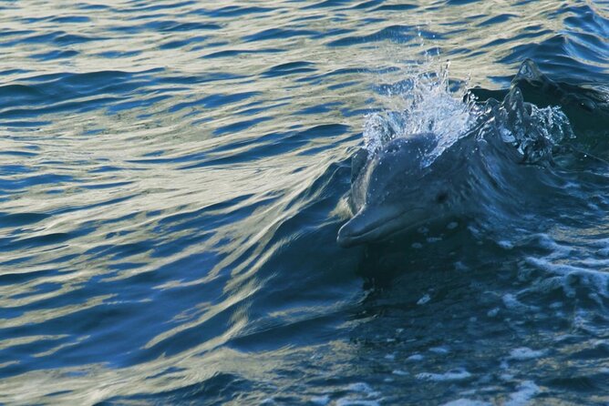 Sunset Dolphin Watching Boat Tour from Vrsar - Who will enjoy this boat ride most?