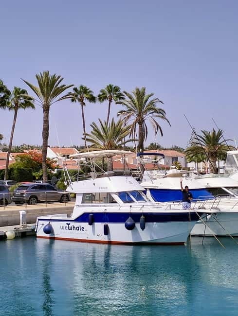 Sunset Dolphin Watching Tour on Hybrid Boat in Small Group - Key points to know before booking