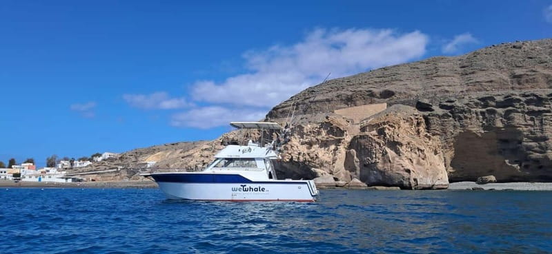 Sunset Dolphin Watching Tour on Hybrid Boat in Small Group - Setting out from Pasito Blanco Harbour