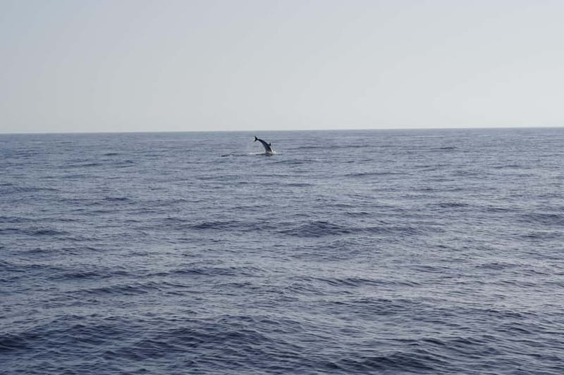 Sunset Dolphin Watching Tour on Hybrid Boat in Small Group - The wildlife search and its limits