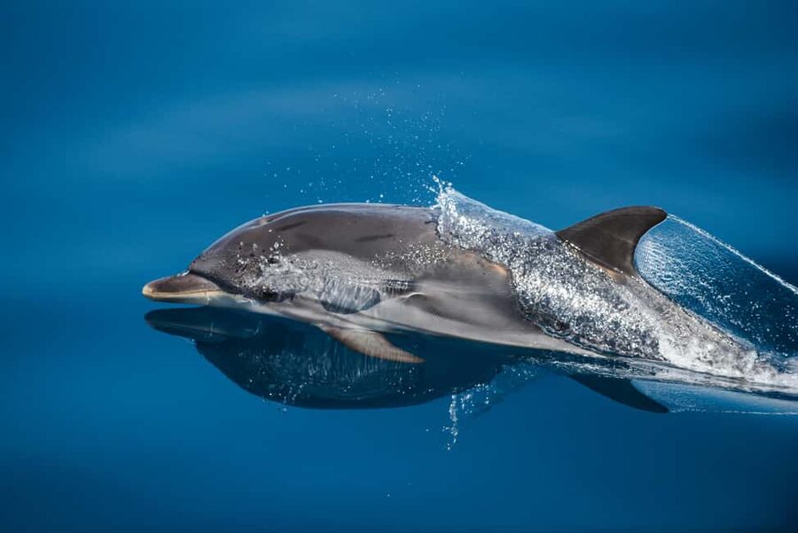 Sunset Dolphin Watching Tour on Hybrid Boat in Small Group - Is $88 a fair price?