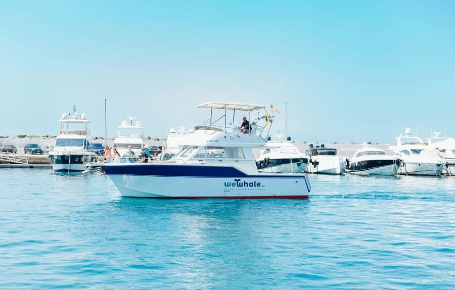 Sunset Dolphin Watching Tour on Hybrid Boat in Small Group - Booking details worth knowing