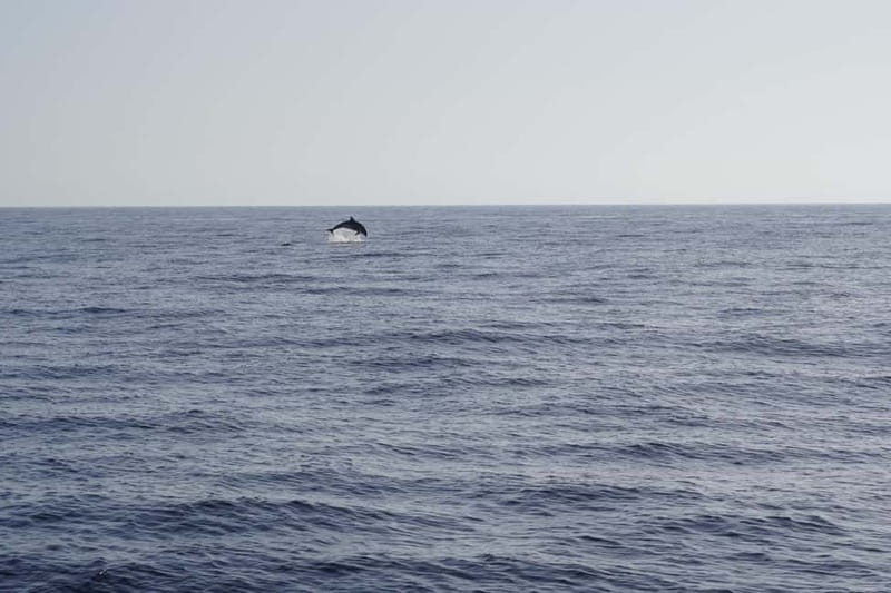 Sunset Dolphin Watching Tour on Hybrid Boat in Small Group - What the two and a half hours feel like